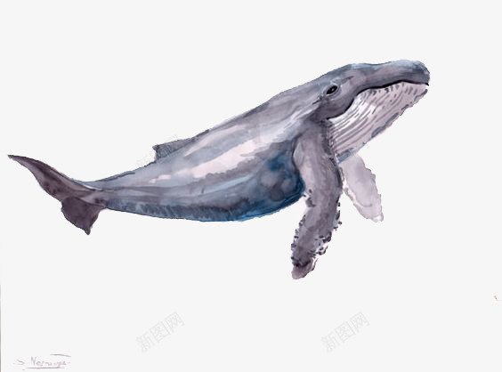 鲸鱼png免抠素材_88icon https://88icon.com 动物 卡通 手绘 插画 文艺 海洋 清新 蓝鲸 鲸鱼