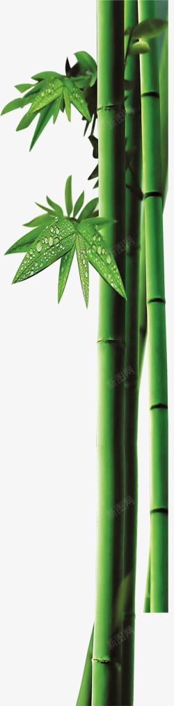 绿色竹子装饰图案素材