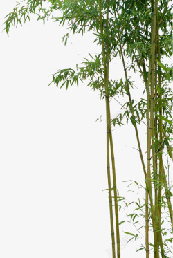 青翠的竹子绿色竹子高清图片