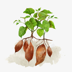 甘薯红薯农作物彩绘插画高清图片