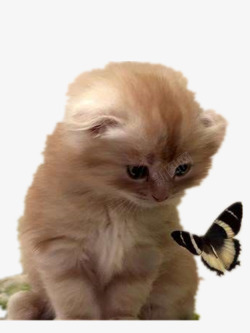 宠物小猫与蝴蝶素材