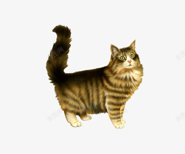 可爱小猫png免抠素材_88icon https://88icon.com 动物 实物 猫 猫咪 粗尾巴 翘尾 胖猫咪