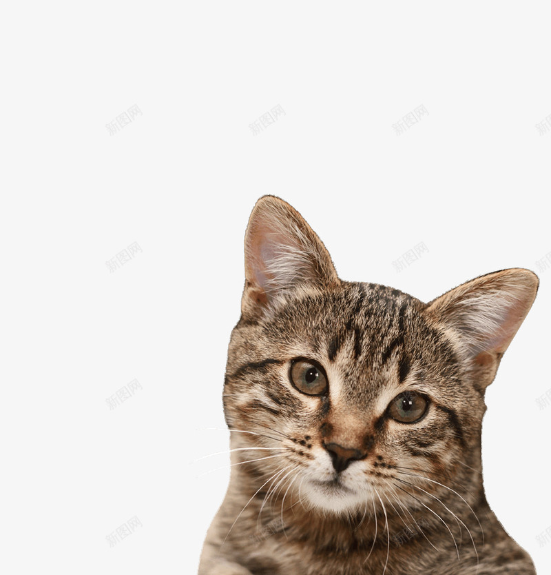 卡通歪头的猫咪png免抠素材_88icon https://88icon.com 免抠图 动物 小猫 抠图 插画 猫咪 装饰画