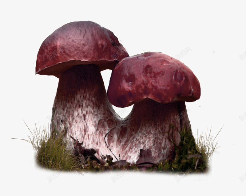 蘑菇森林装饰图案png免抠素材_88icon https://88icon.com 免抠PNG 森林 蘑菇 装饰图案