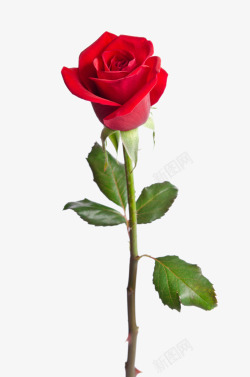 情人节主题红色玫瑰花鲜花特写高清图片