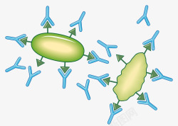 抗体人体免疫系统高清图片