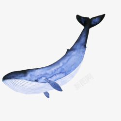 手绘蓝色水彩座头鲸生物宣传插画素材