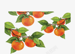 手绘风秋季丰收的柿子矢量图素材