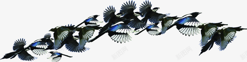 成群结队的喜鹊七夕情人节png免抠素材_88icon https://88icon.com 喜鹊 情人 成群结队