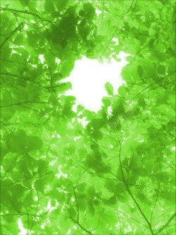 手绘绿色树叶森林素材
