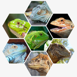 蜥蜴科变色龙蜥蜴科动物合集高清图片