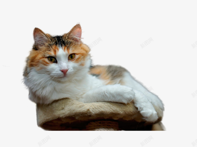 猫咪看着你png免抠素材_88icon https://88icon.com 动物 宠物 小猫 猫咪