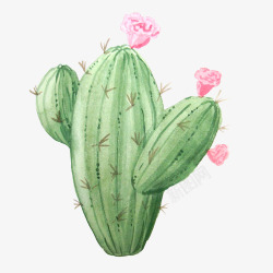 彩绘植物鸟效果仙人球粉色花朵手绘水彩小清新动高清图片