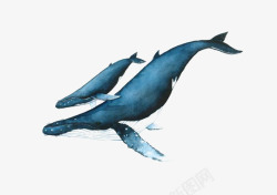 蓝鲸宝宝蓝鲸高清图片