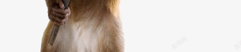 动物与广告牌psd免抠素材_88icon https://88icon.com 动物猫小猫广告牌高清图片3