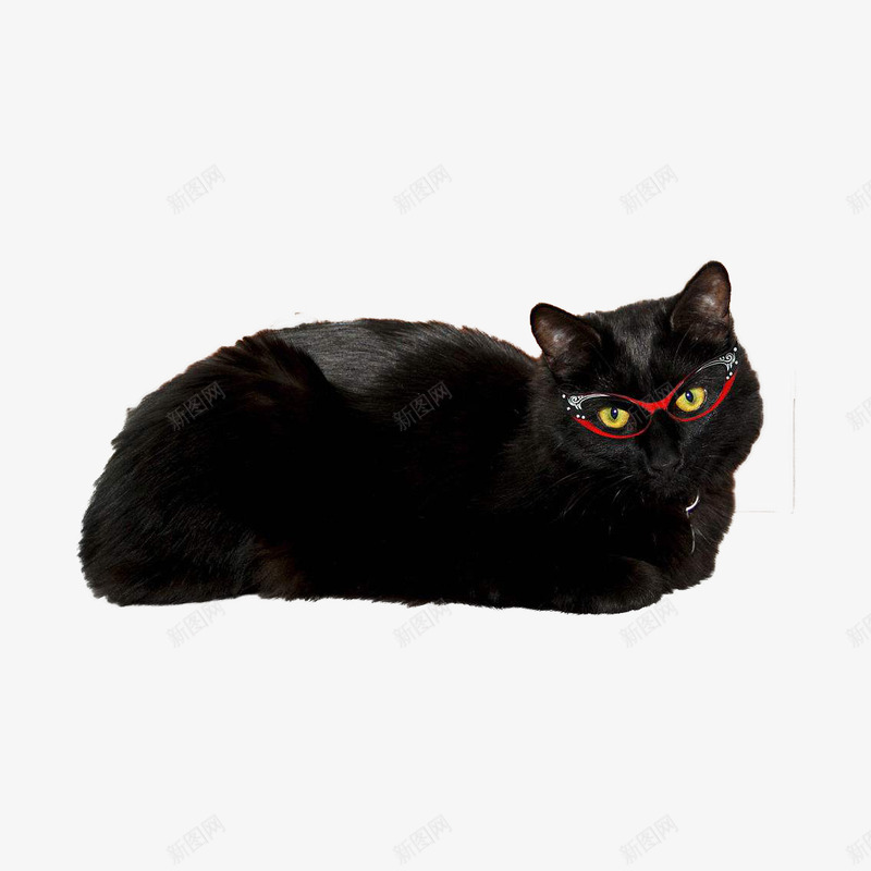 戴眼镜的黑猫png免抠素材_88icon https://88icon.com 光滑 卧着 大胖猫 小耳朵 戴眼镜的猫 毛发亮 红眼镜 黑猫