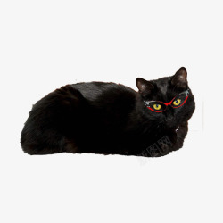 红眼镜戴眼镜的黑猫高清图片