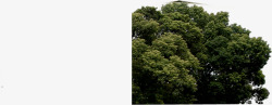 绿色树木森林简介素材