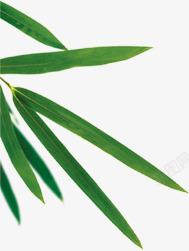 创意手绘合成绿色的竹子效果素材