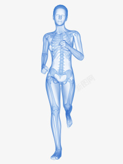 骨骼系统立体插画人体骨骼立体插画高清图片