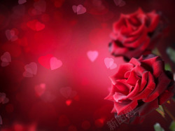 红色盛开玫瑰海报背景七夕情人节素材