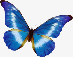 一直美丽的蓝色蝴蝶素材