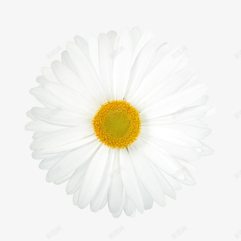 庆典花卉抽象鲜花白色花朵png免抠素材_88icon https://88icon.com 唯美背景图片 抽象花朵 植物花卉 植物花卉素材 白色 花朵 花束 花束图片 鲜花相框