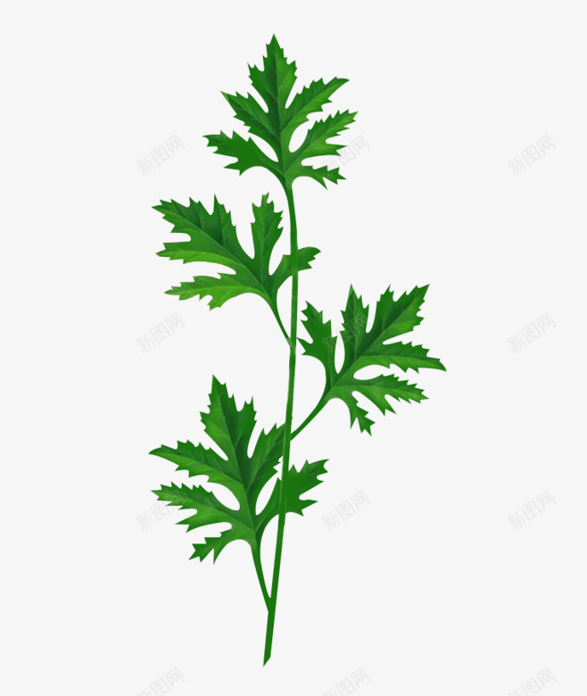 手绘艾叶png免抠素材_88icon https://88icon.com 叶片 手绘插画 手绘植物 植物 艾叶