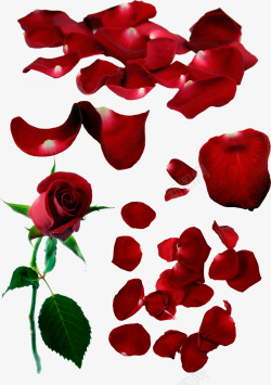 散落玫瑰花瓣七夕情人节素材