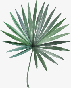热带植物花卉绿色针叶插画高清图片
