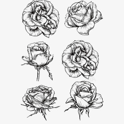 素描黑白玫瑰花素材