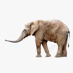 原始森林大象素材