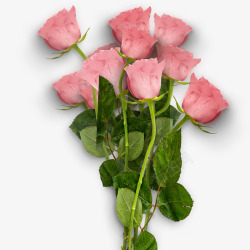 爱在情人节粉色玫瑰花装饰素材