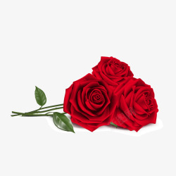 521情人节红玫瑰高清图片