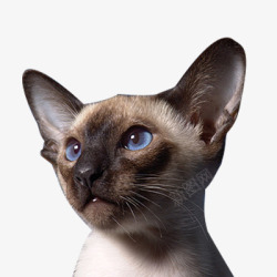 猫类蓝眼小猫高清图片