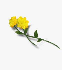 一株花朵手绘插画黄色油菜花高清图片