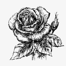 芝麻插画线稿手绘涂鸦玫瑰花植物图标高清图片