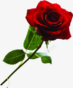 红色盛开的玫瑰七夕情人节素材