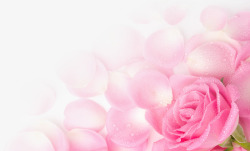 粉色玫瑰花瓣海报背景七夕情人节素材