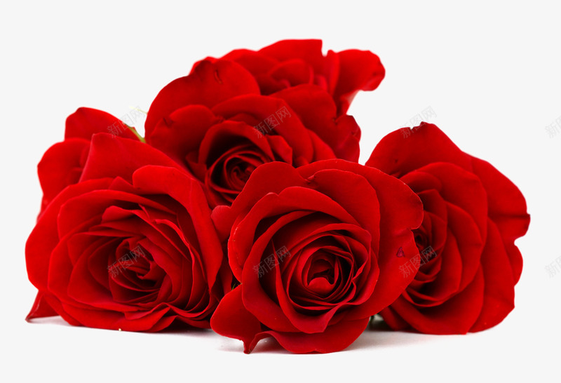 红色玫瑰花鲜花特写png免抠素材_88icon https://88icon.com 主题浪漫红色 图片素材 情人节 玫瑰真花 玫瑰绿叶 玫瑰花图片 红色玫瑰花鲜花特写 美丽摄影 花的图片 高清大图 鲜花