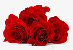 高清红色金鱼红色玫瑰花鲜花特写高清图片