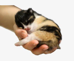 在手掌中熟睡的小猫素材