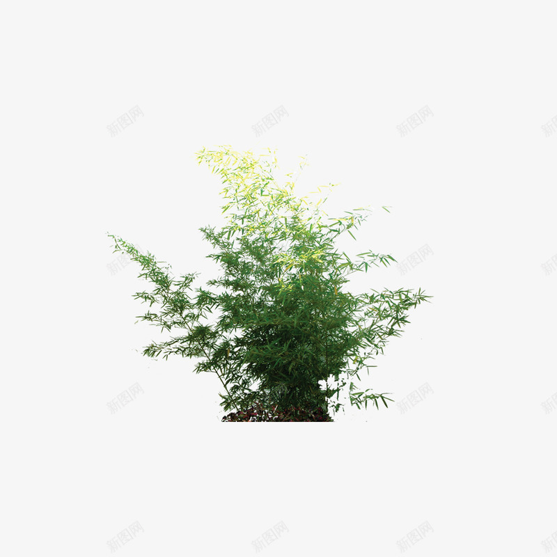 植物树森林树叶png免抠素材_88icon https://88icon.com 树 树叶 森林 植物