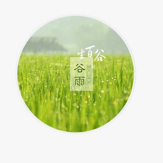 圆形谷雨节气插画png免抠素材_88icon https://88icon.com 中华文化 二十四节气 传统节气 圆形 嫩芽 实物背景 彩色海报设计 插画 摄影 春意盎然 植物 绿草 谷雨 露水