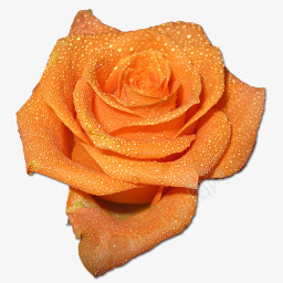 玫瑰love字柔丝橙色图标图标
