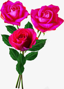 深粉色玫瑰七夕情人节素材
