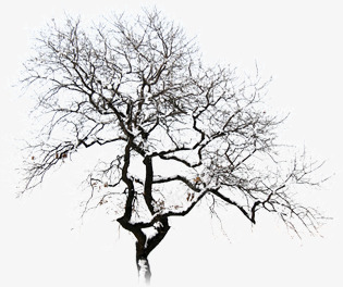 摄影冬天室外树木造型png免抠素材_88icon https://88icon.com 冬天 室外 摄影 树木 造型
