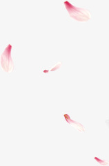情人节粉红色花瓣飘落素材