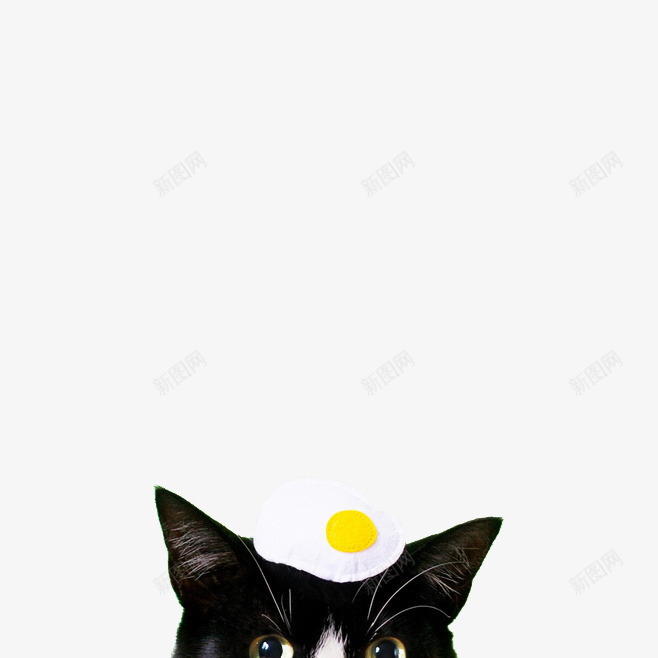 头顶鸡蛋的小猫png免抠素材_88icon https://88icon.com 可爱 大眼睛 头顶 小猫 猫咪 鸡蛋 黑色