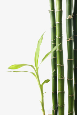 翠绿竹子实物素材